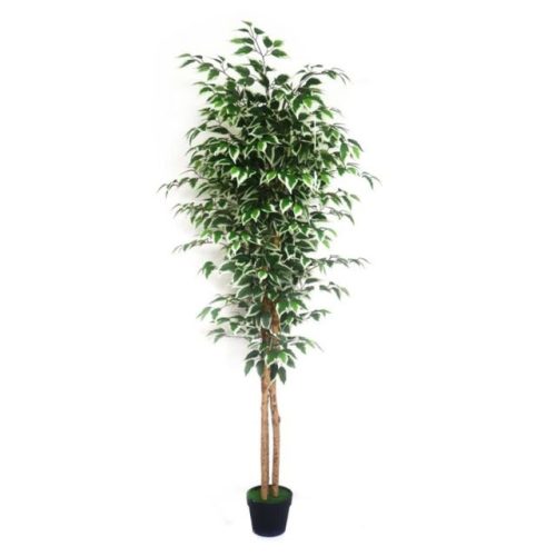 Selyemvirág Fikusz cserepes 80x80x180 cm